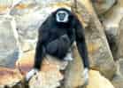 動物図鑑・シロテテナガザルの写真 16